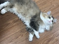 -欣宠猫屋·矮脚拿破仑·蓝金金渐层