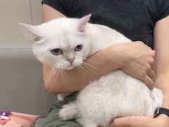 -安安宠医宠物医院·异宠·犬猫内科(岳阳分院)