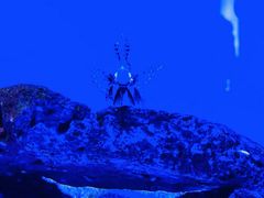 -上海海洋水族馆