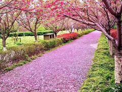 -高东镇樱花园