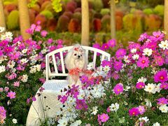-花开海上生态园