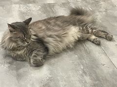 -楼上猫咖(罗湖店)