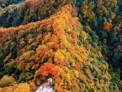 -南山植物园