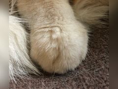 -猫猫幼稚园·撸猫·桌游·电玩