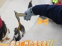 -广州热雪奇迹