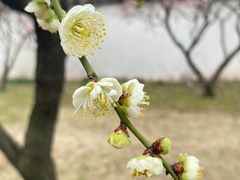 -苏州上方山国家森林公园