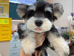 -唐小姐の私宠·宠物洗护美容·撸猫馆·购宠(周浦万达旗舰店)