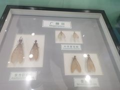 -上海昆虫博物馆