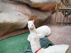 -杭州开元森泊度假乐园