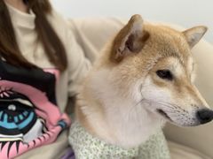 -怪兽屋·羊驼·猫咖·狗咖(俊华广场店)