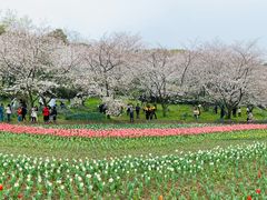 -苏州上方山国家森林公园