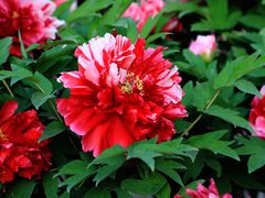 -莲花池公园