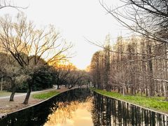 -上海共青森林公园