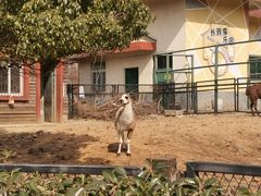 -无锡动物园·太湖欢乐园