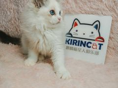 -十年猫舍·猫咪专门店(普陀店)