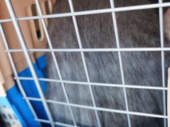 -宠福鑫康馨动物医院·骨科·眼科
