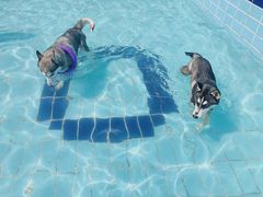 -趣玩宠物乐园寄养训犬训狗游泳池