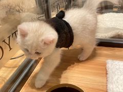 -袖虎·猫馆(体育西路店)