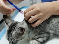 -东莞宠友24H宠物中心医院·转诊夜诊·异宠(新河北路院)