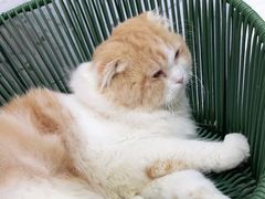 -喵园·猫主题咖啡厅·撸猫·猫咖(国贸店)