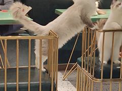 -喵喵咪呀布偶猫咖(春熙路店)