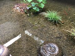 -几荷·恰似故人来(秀水广场店)