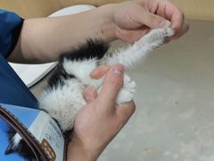 -米苏动物医院·犬猫专科·骨科外科内窥镜
