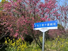 -南汇桃花村