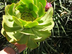 -墨尔本皇家植物园