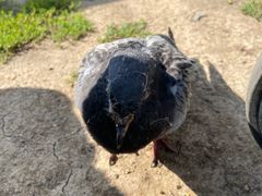 -谢尔盖圣三一大修道院