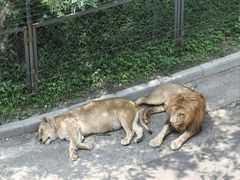 -大连森林动物园