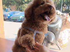 -艾贝尔宠物医院 ·内科全科(梁溪路店)