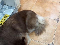 -Let's go狗咖·猫咖·奶狗·桌游(春熙路IFS店)