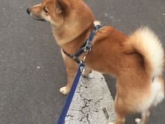 -Oh My Dog宠物沙龙(伊珊娜皮毛护理店)