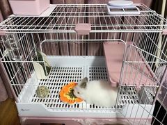 -猫猫幼稚园·撸猫·桌游·电玩