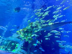 -太平洋海底世界