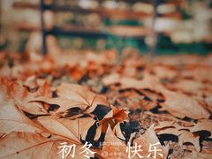 -上海共青森林公园