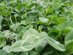 -三圣花乡旅游区