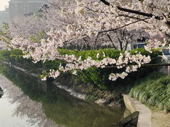 -高东镇樱花园