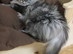 -猫和宫(六道口店)