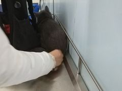 -中农大我爱我爱24h动物医院·中医针灸·猫专科·骨科医疗中心(双井店)