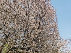 -洛阳市隋唐城遗址植物园