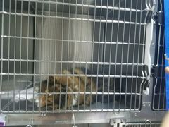 -北京观赏动物医院·24小时大型综合·猫专科·异宠专科