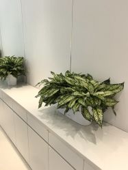 点击看大图 -禾丽康美医疗美容医院