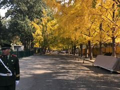 -三里屯东五街银杏大道