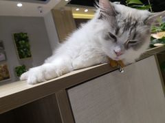 -藏猫猫咖啡主题馆(中央大道店)