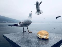 -海埂大坝