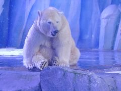 -上海海昌海洋公园-冰山北极馆