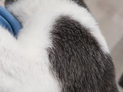 -佳雯宠物医院·皮肤科·内外科(春晓路分院)