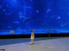 -烟台海昌鲸鲨海洋公园